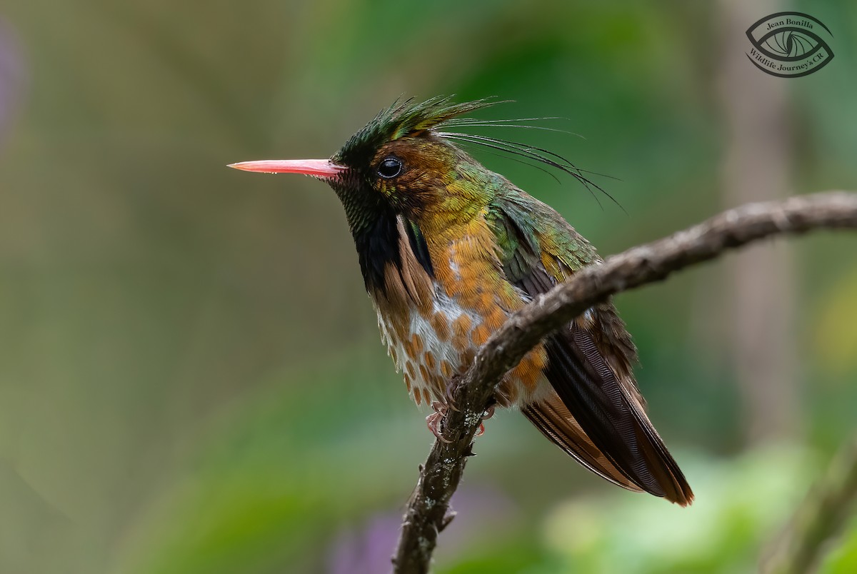 Black-crested Coquette - Jean Bonilla