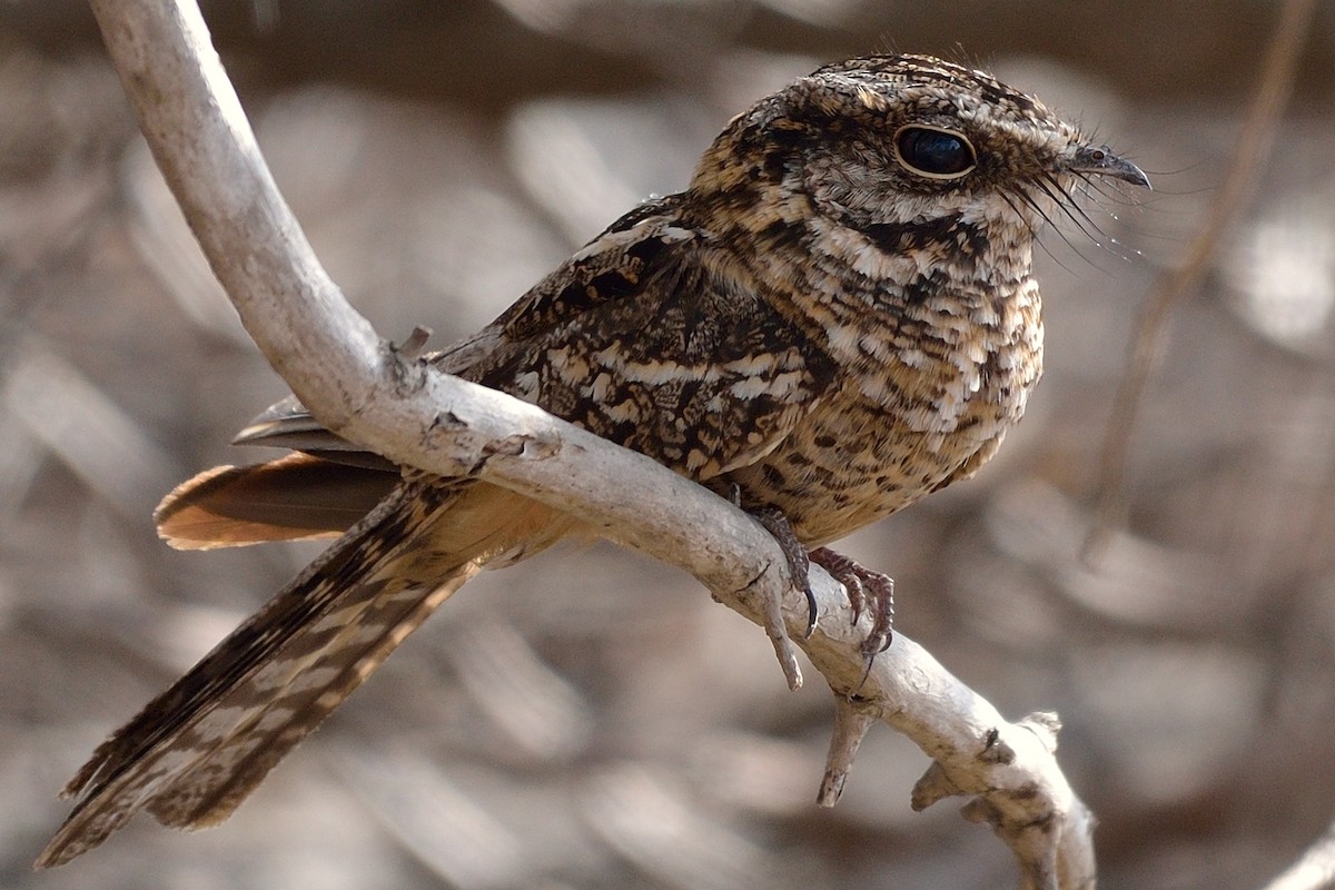 White-tailed Nightjar - Michiel Oversteegen