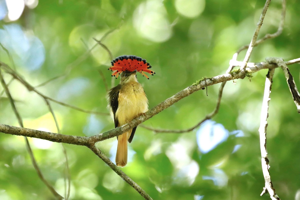 Tropical Royal Flycatcher (Northern) - Timo Mitzen