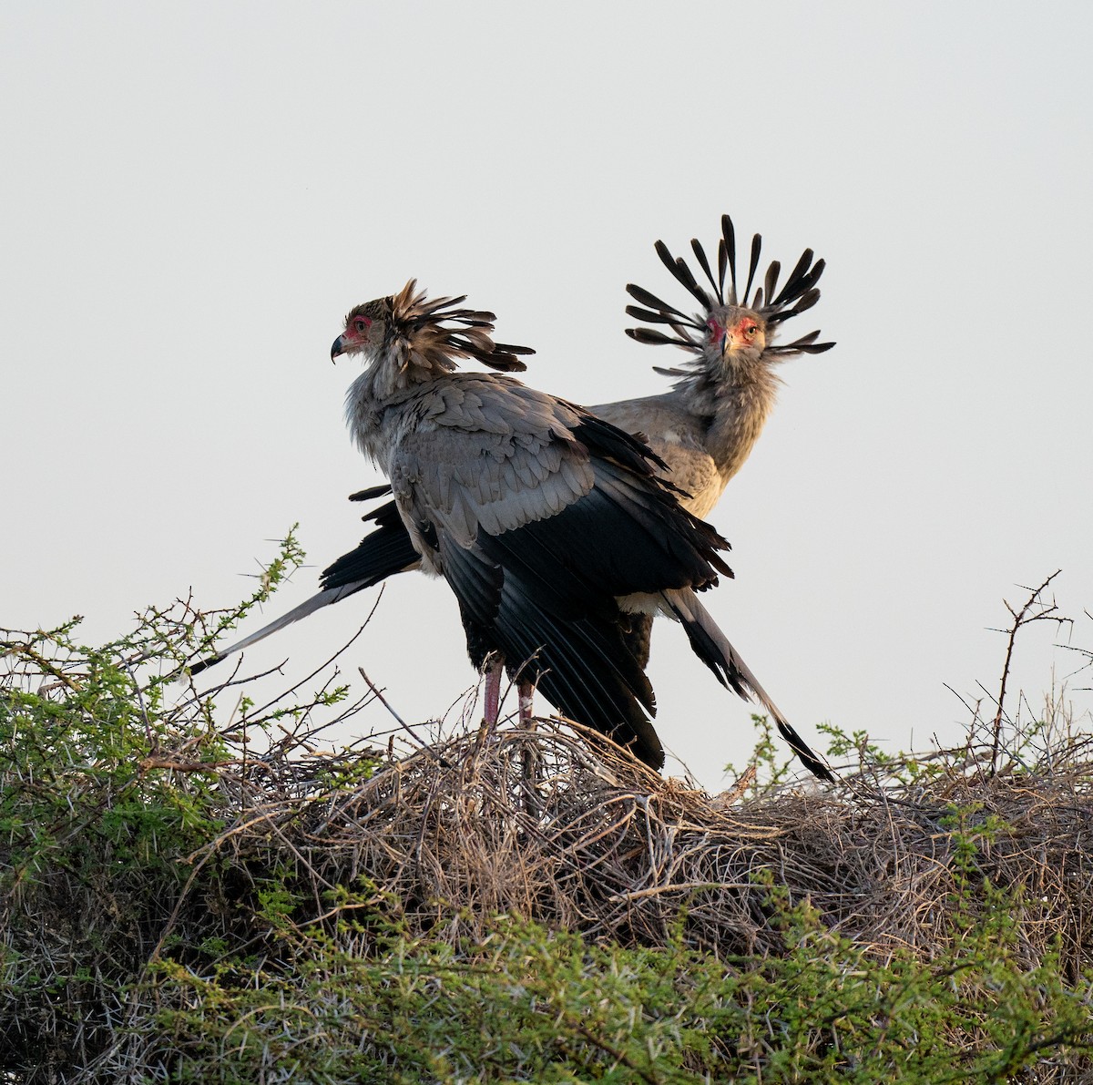 Secretarybird - ML316375721