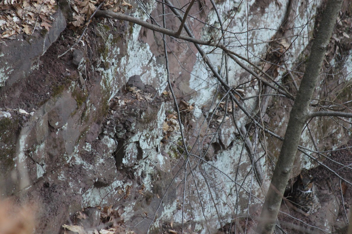 Great Horned Owl - ML316376061