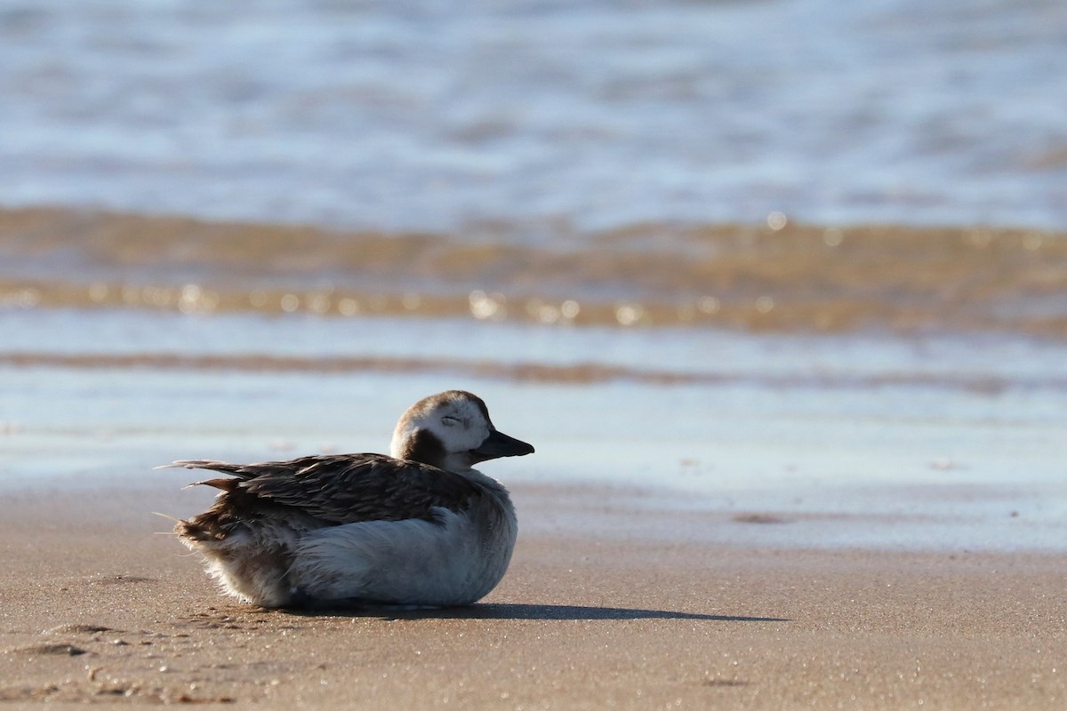 Long-tailed Duck - ML316376601