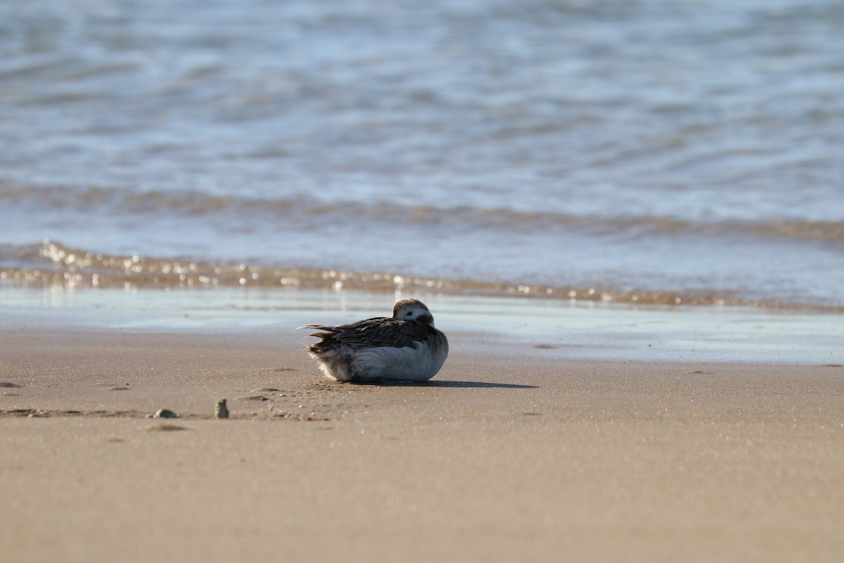 Long-tailed Duck - ML316376661