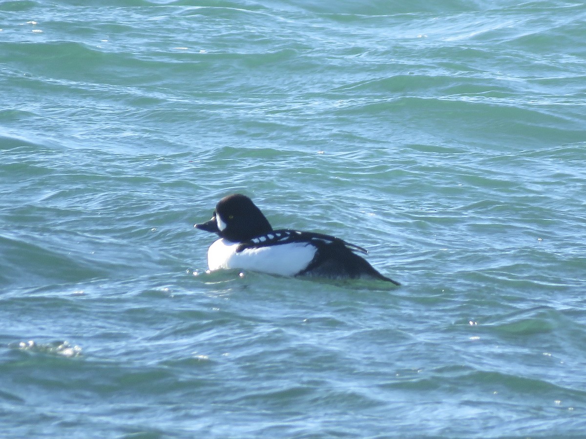 Barrow's Goldeneye - ML316377431