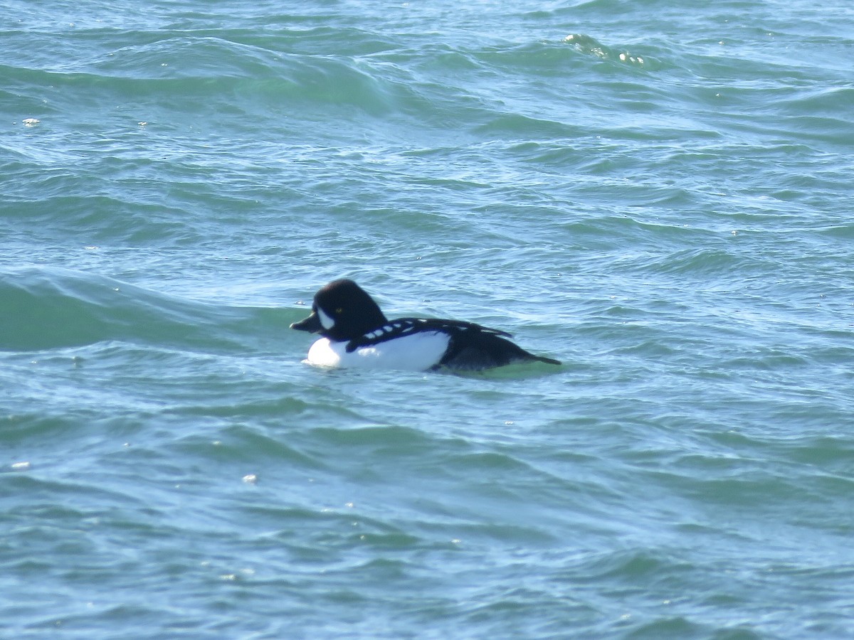 Barrow's Goldeneye - ML316377441