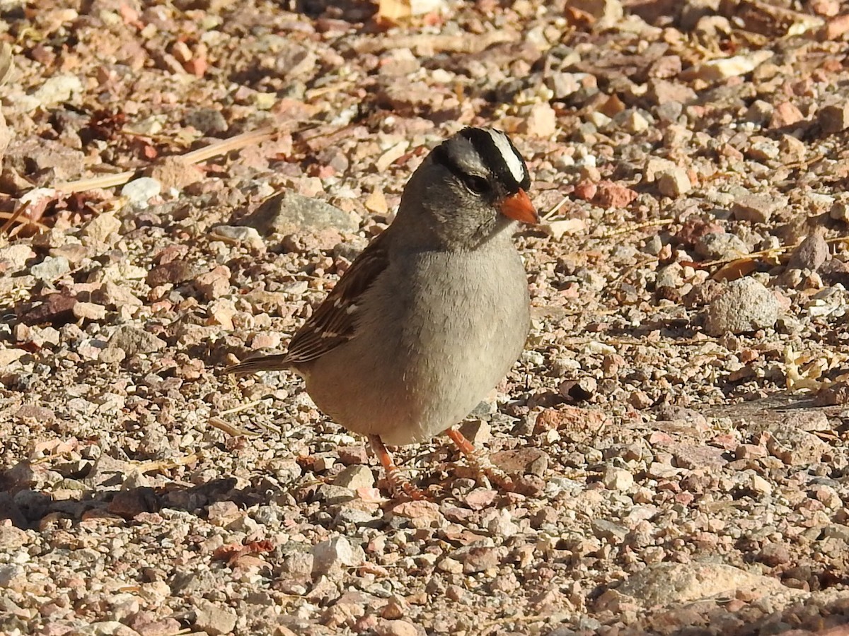 White-crowned Sparrow - ML316378751