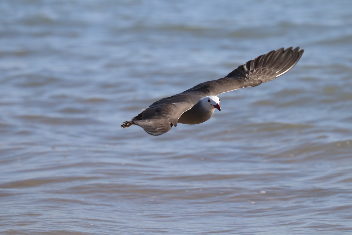 Heermann's Gull - ML316380171