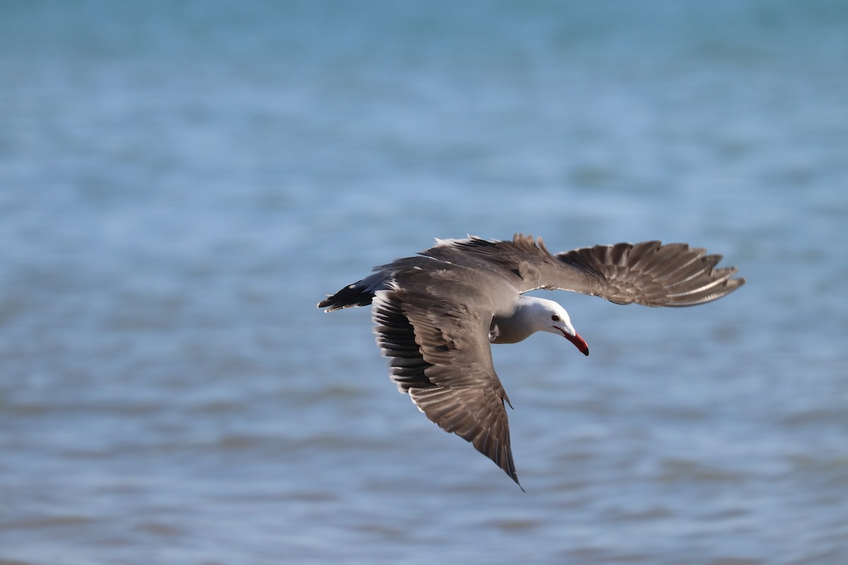 Gaviota Mexicana - ML316380271