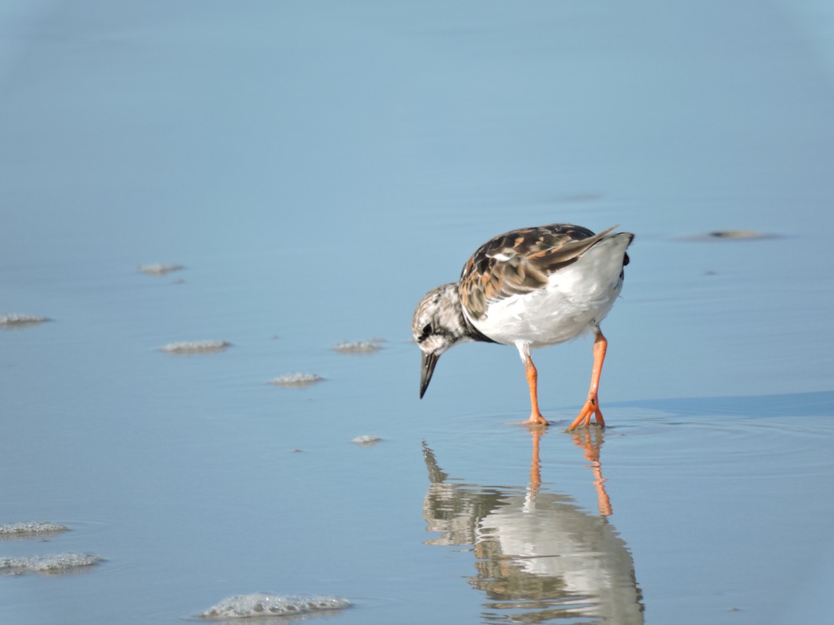 Ruddy Turnstone - ML31638061