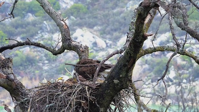 Bald Eagle - ML316380961