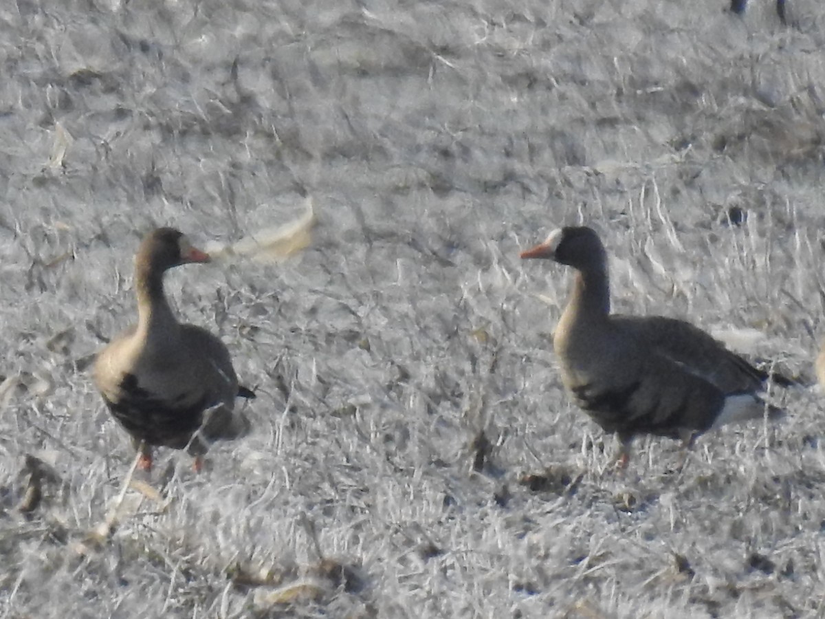 Greater White-fronted Goose - ML316381091