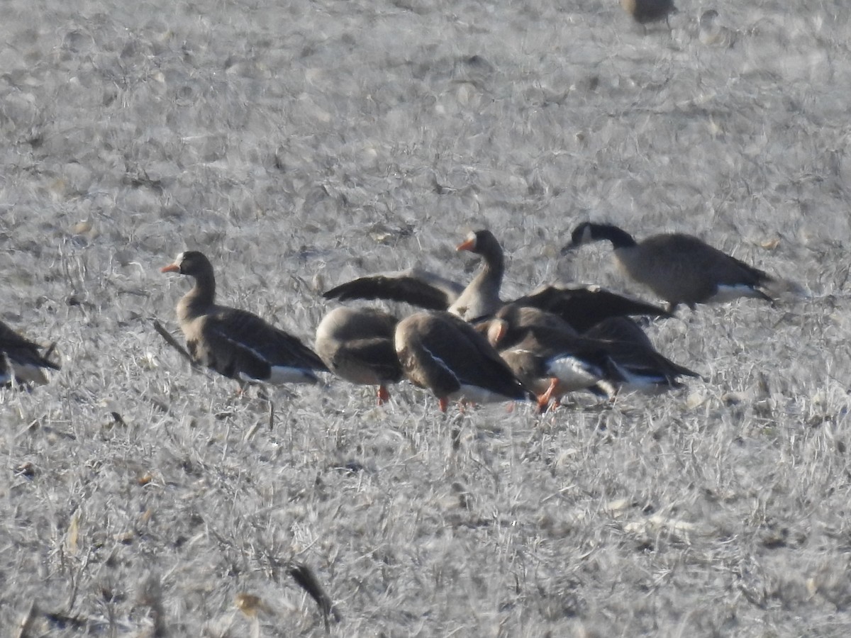 Greater White-fronted Goose - ML316381111