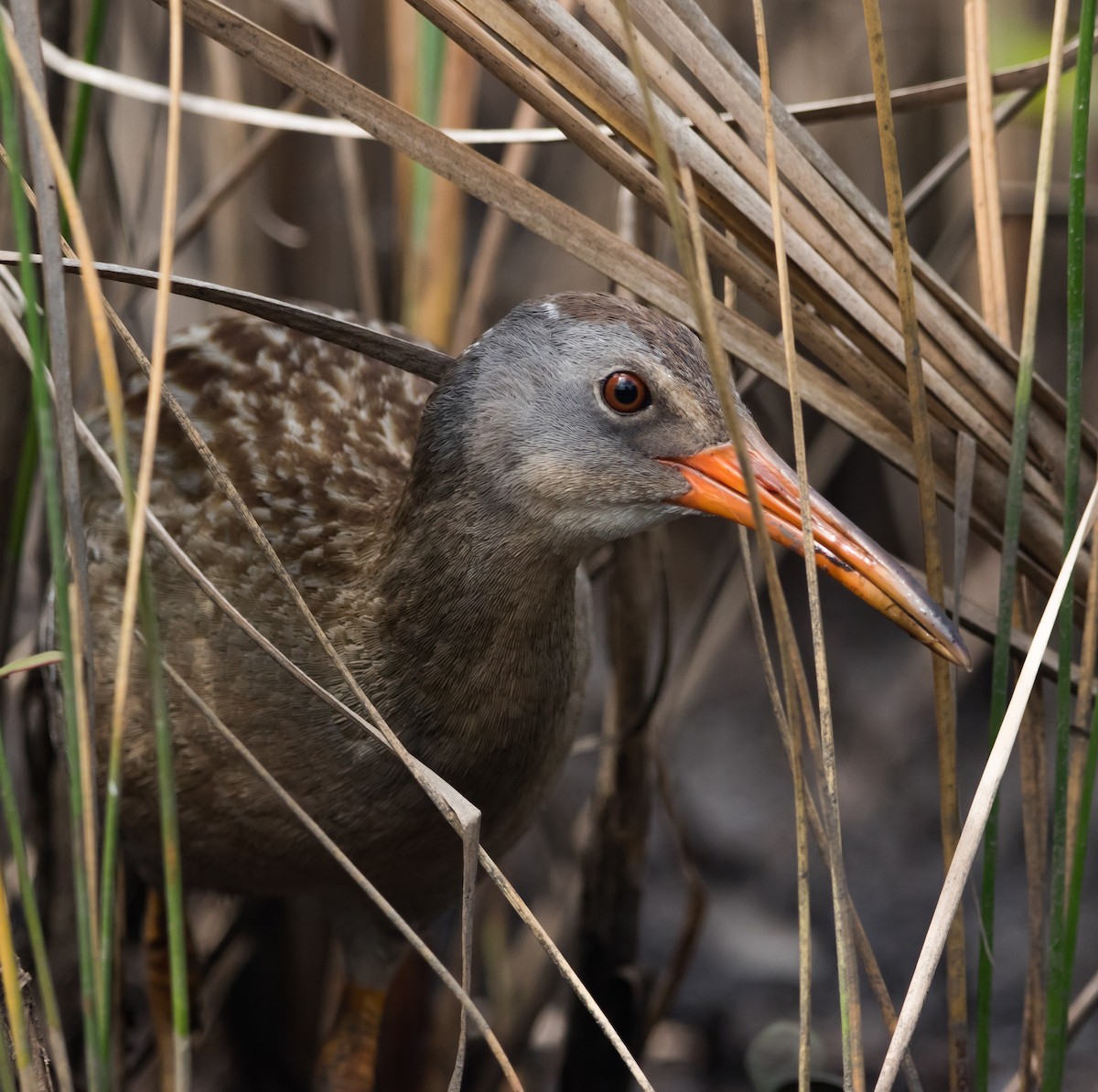 Clapper Rail - ML316381861