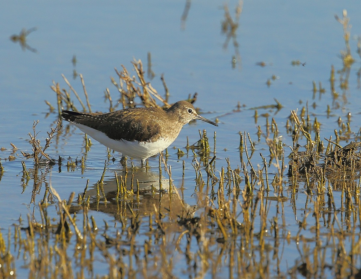 Green Sandpiper - Carmelo López Abad