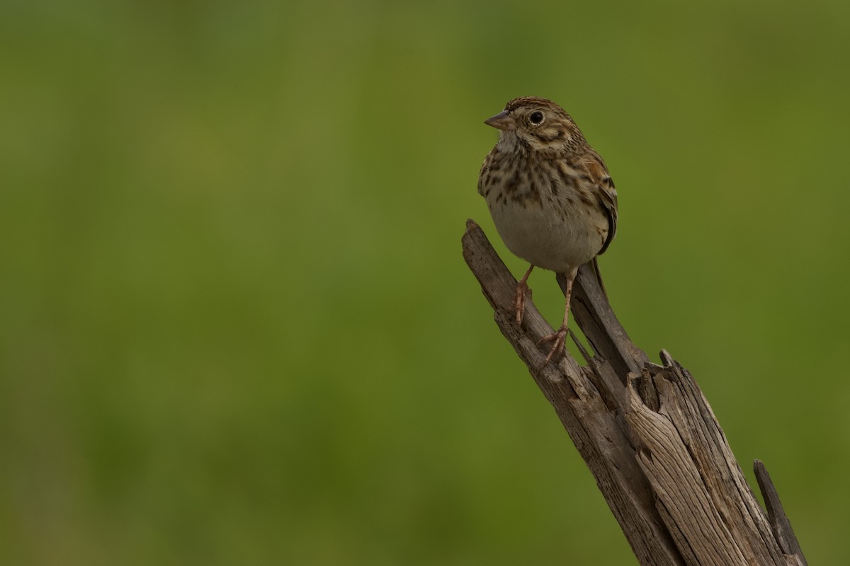 Vesper Sparrow - Gary Desormeaux