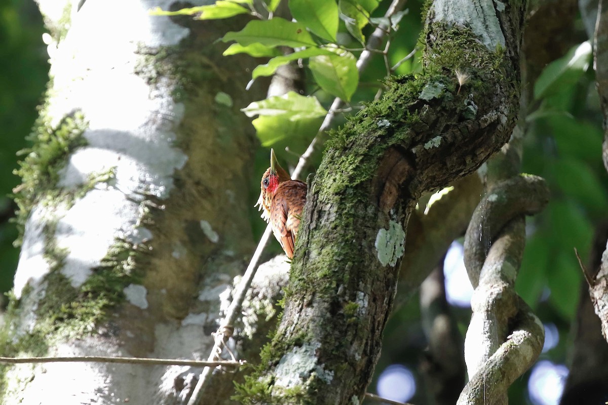 Chestnut-colored Woodpecker - ML316383051