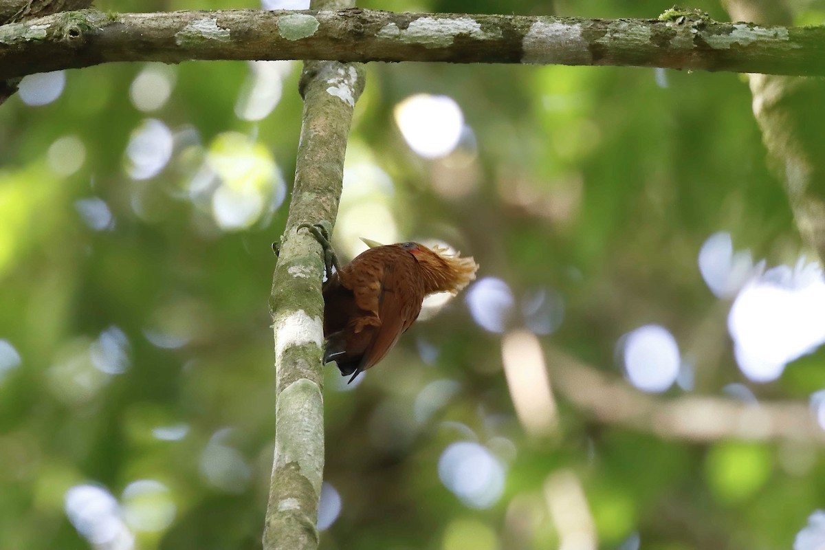 Chestnut-colored Woodpecker - ML316383071