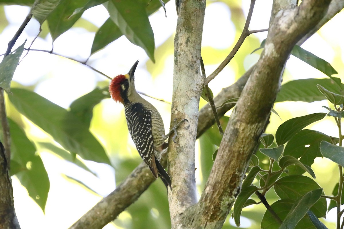 Black-cheeked Woodpecker - ML316383161