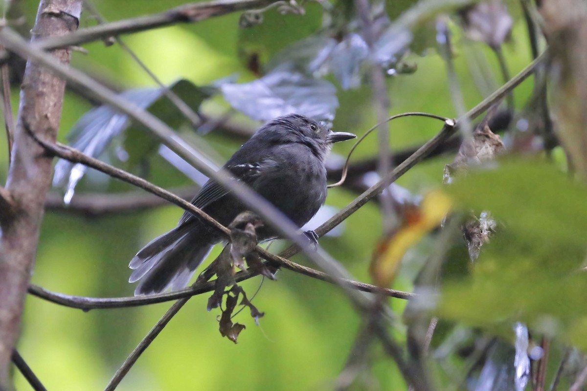 Dusky Antbird - ML316383281