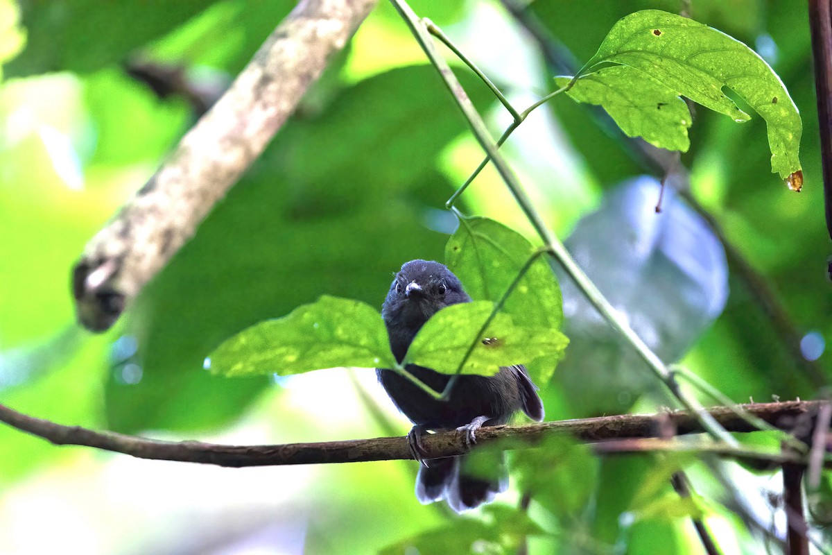 Dusky Antbird - ML316383301