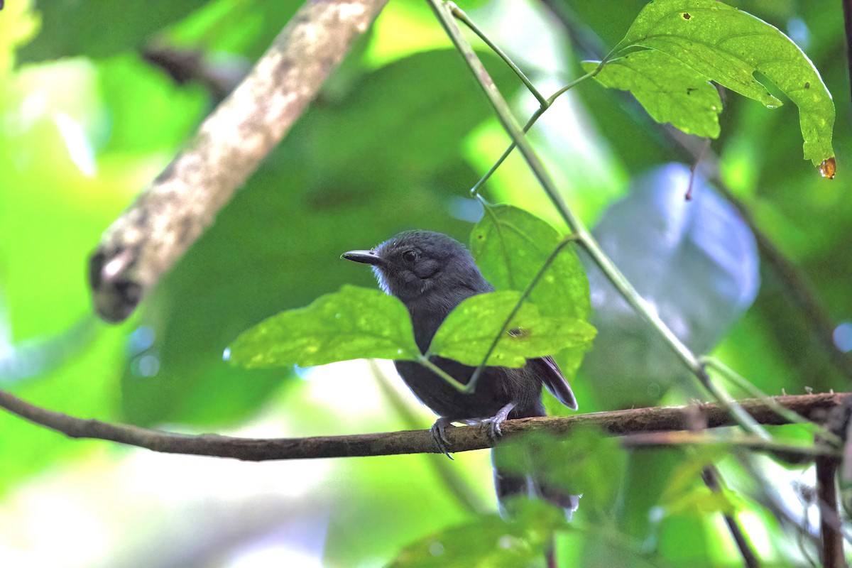 Dusky Antbird - ML316383311