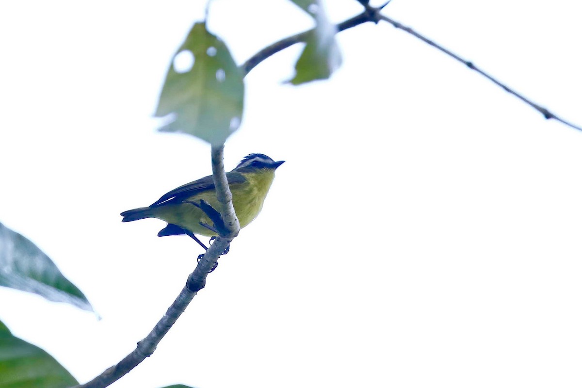 Yellow-bellied Tyrannulet - ML316383721