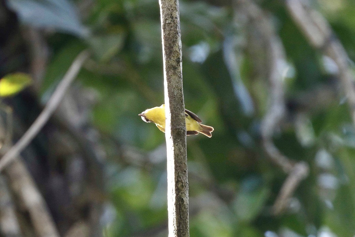 Yellow-bellied Tyrannulet - ML316383731