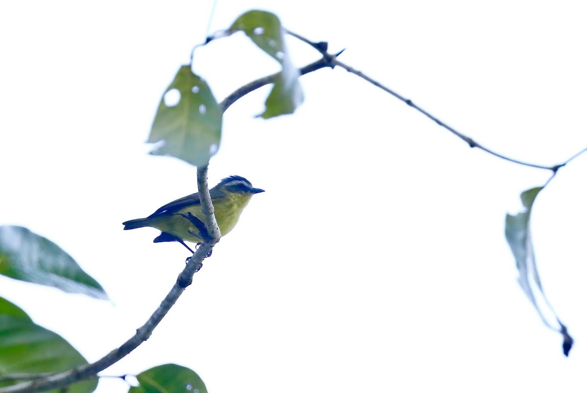 Yellow-bellied Tyrannulet - ML316383781