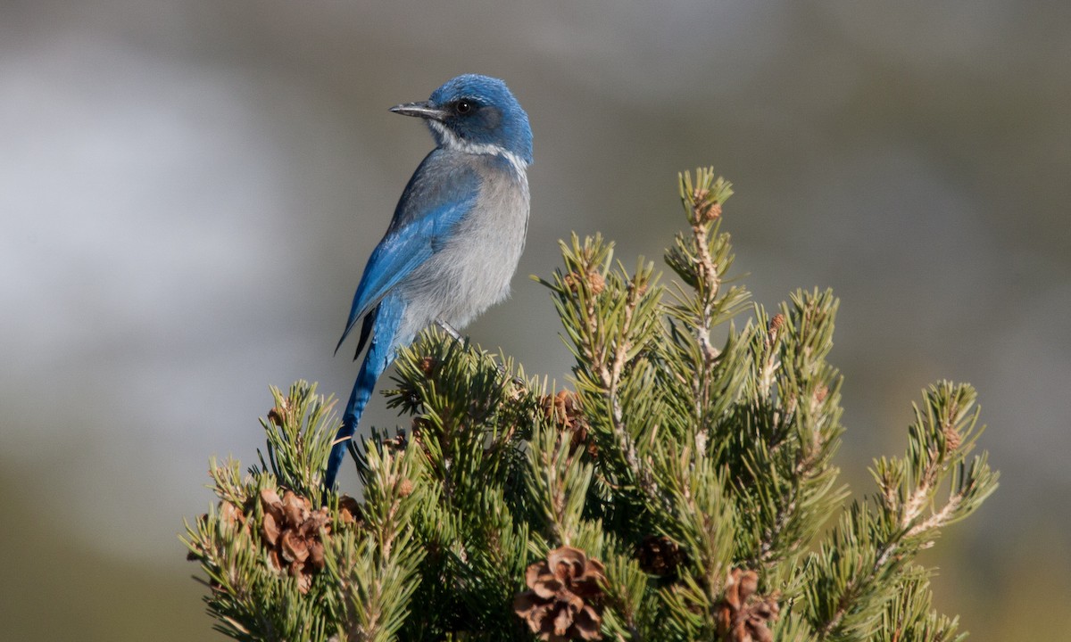 Woodhouse's Scrub-Jay (Woodhouse's) - ML31638421