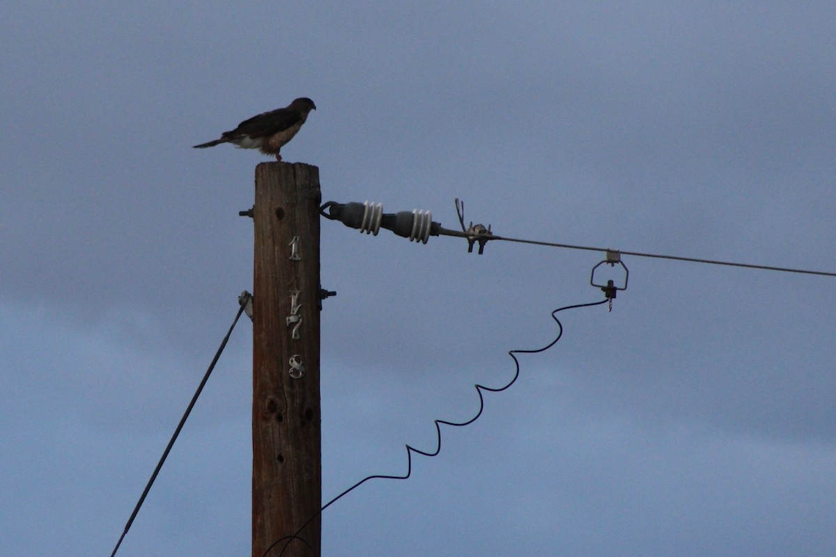 Swainson's Hawk - David Lerwill