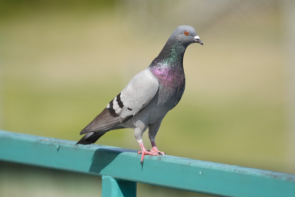 Pigeon biset (forme domestique) - ML316386181