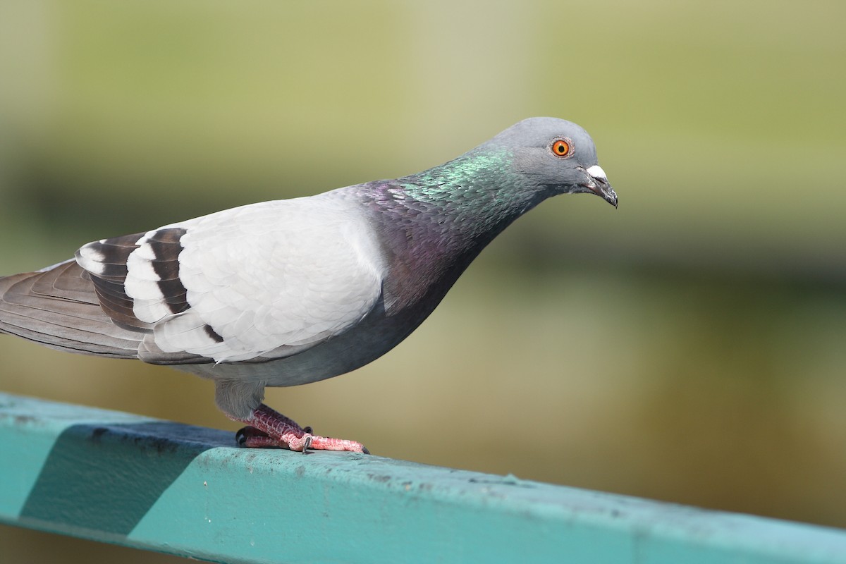 Pigeon biset (forme domestique) - ML316386261