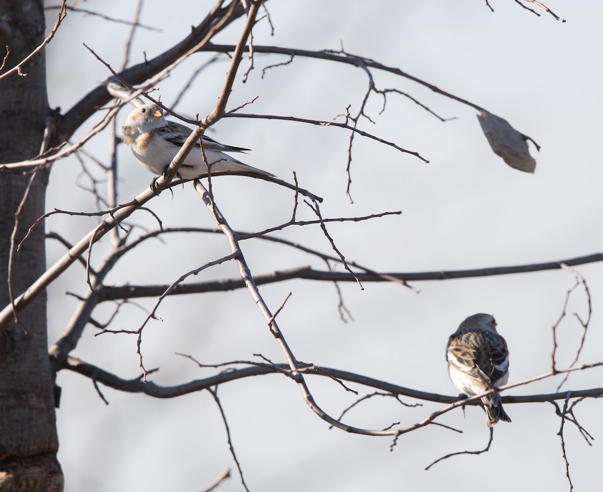 Snow Bunting - ML316388861