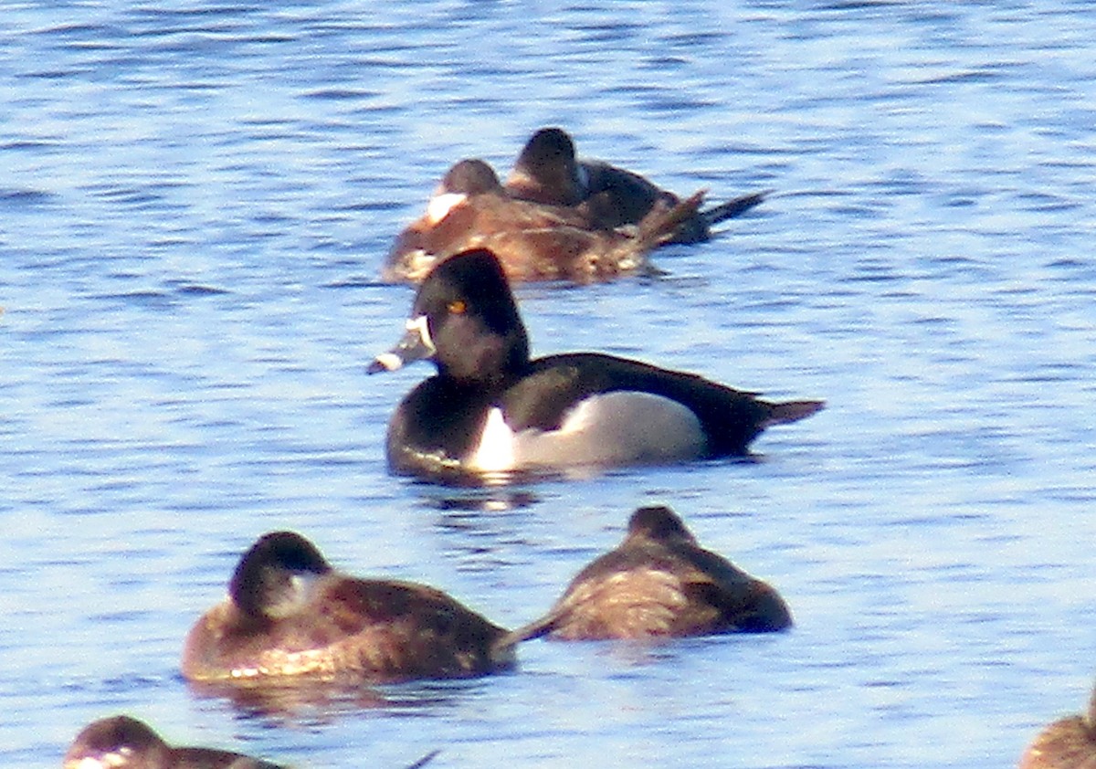 Ring-necked Duck - ML316390901
