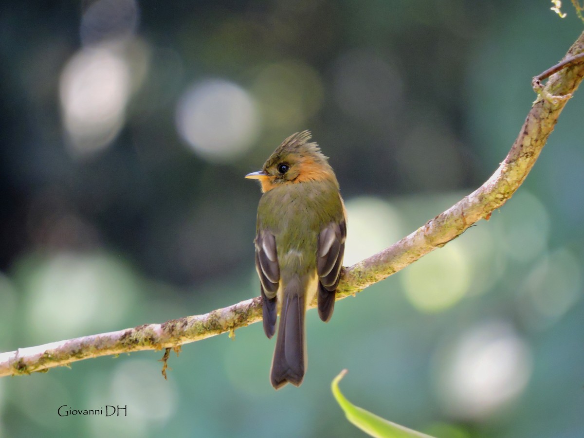 Tufted Flycatcher - Giovanni Delgado