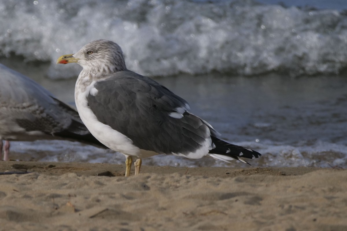 Lesser Black-backed Gull - ML316392981