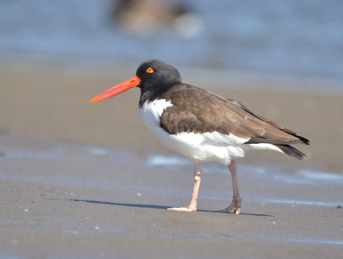 American Oystercatcher - ML316393101