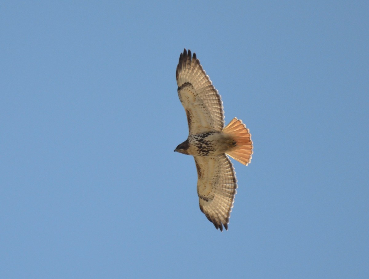 Red-tailed Hawk - ML316393141