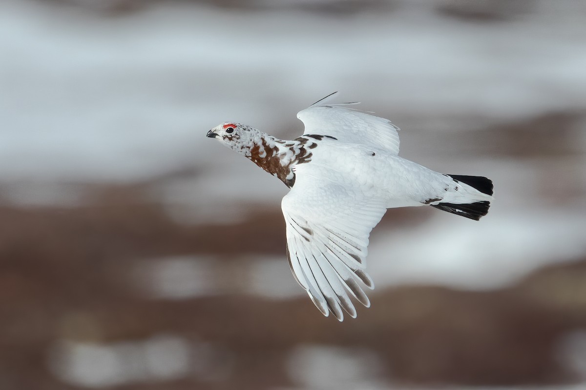 Willow Ptarmigan (Willow) - Blair Dudeck