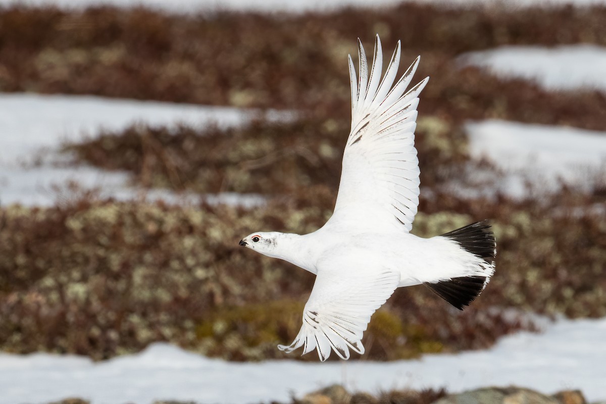 Willow Ptarmigan - Blair Dudeck