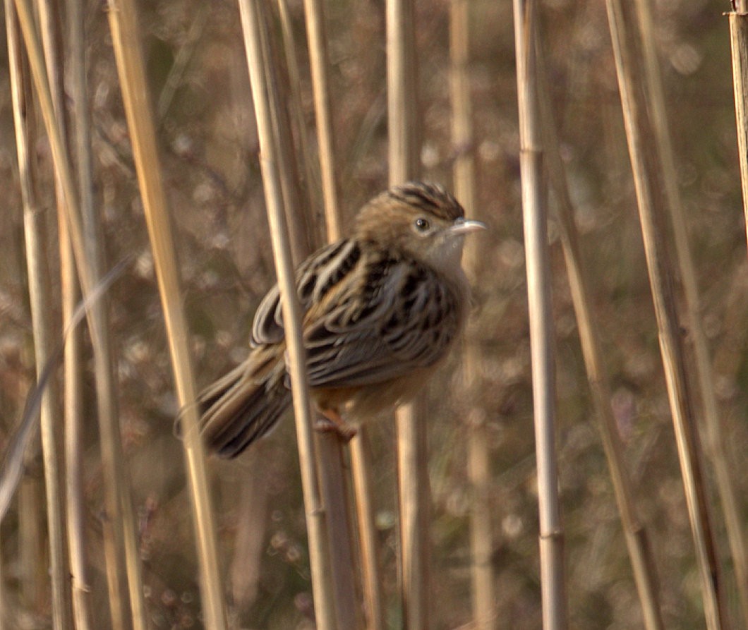 Zitting Cisticola (Western) - ML316394691