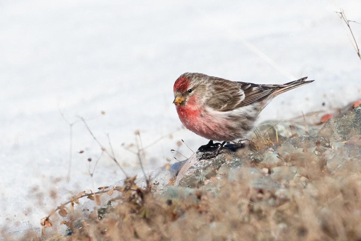 čečetka zimní (ssp. flammea) - ML316395301