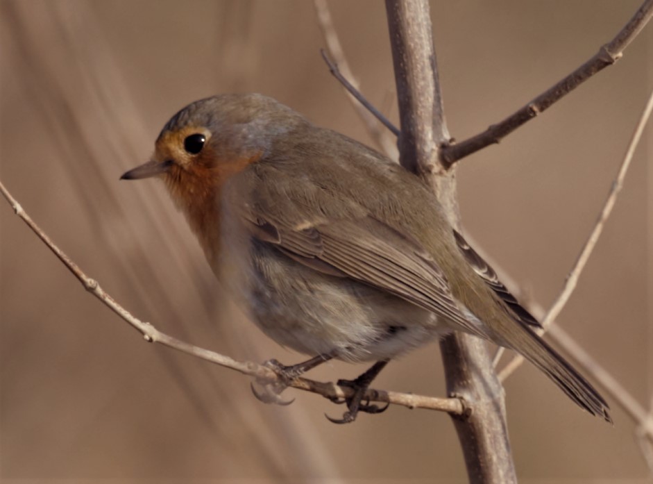 European Robin - ML316395481