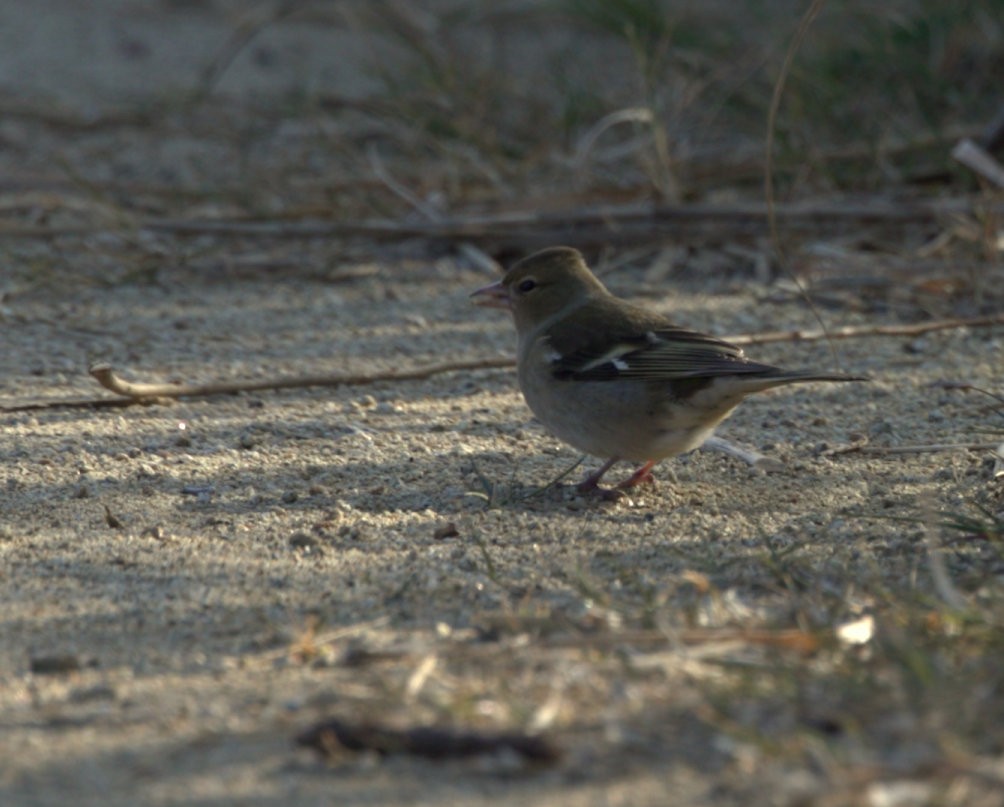 Common Chaffinch - ML316396291