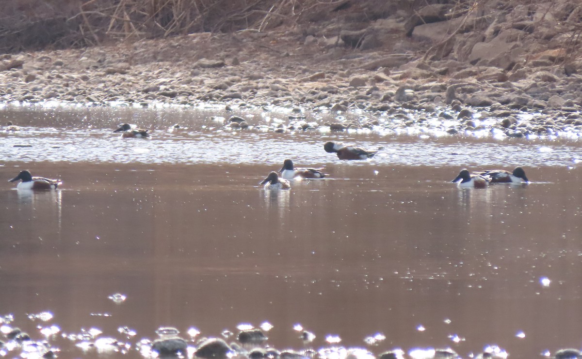 Northern Shoveler - ML316396431