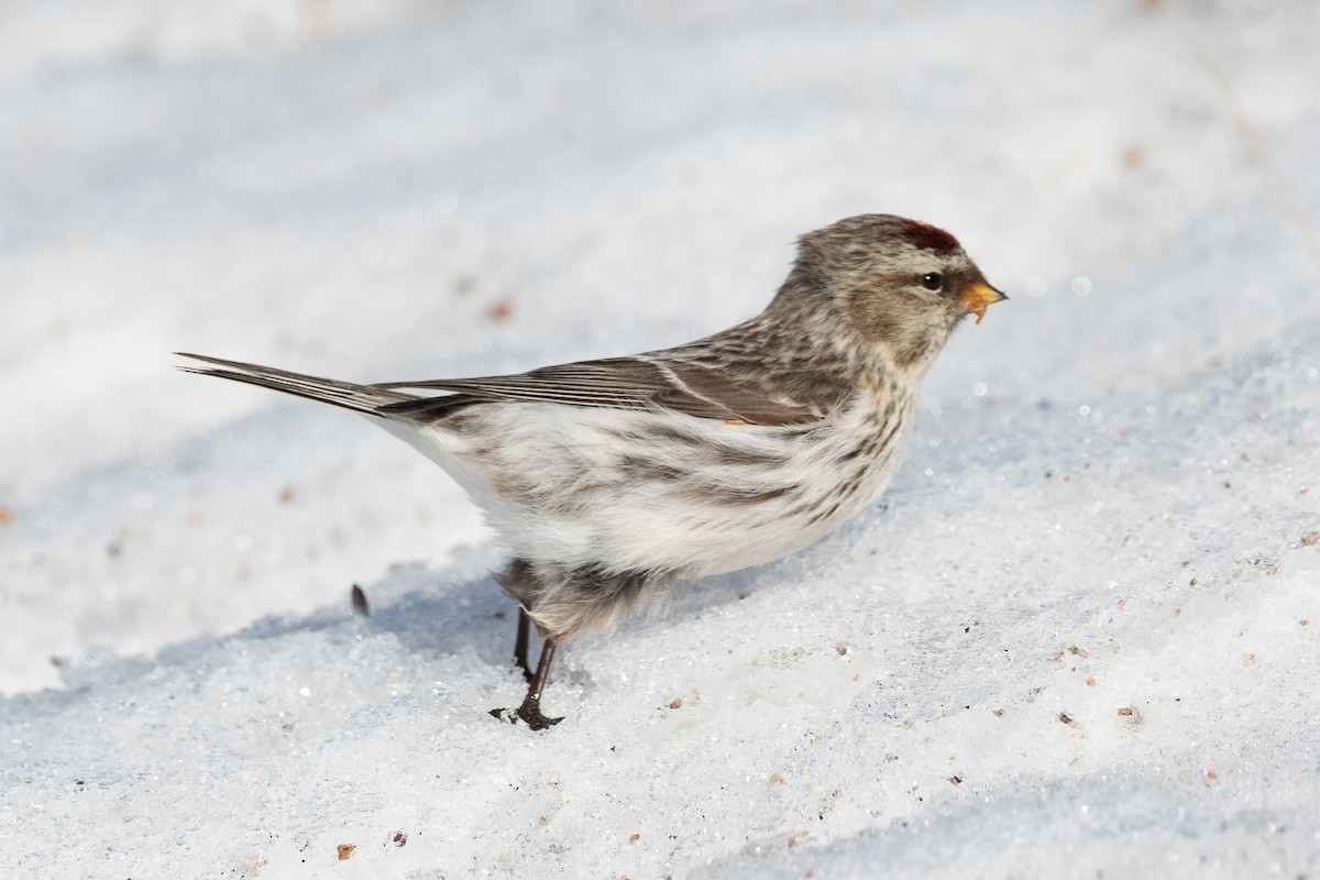 Common/Hoary Redpoll - Blair Dudeck