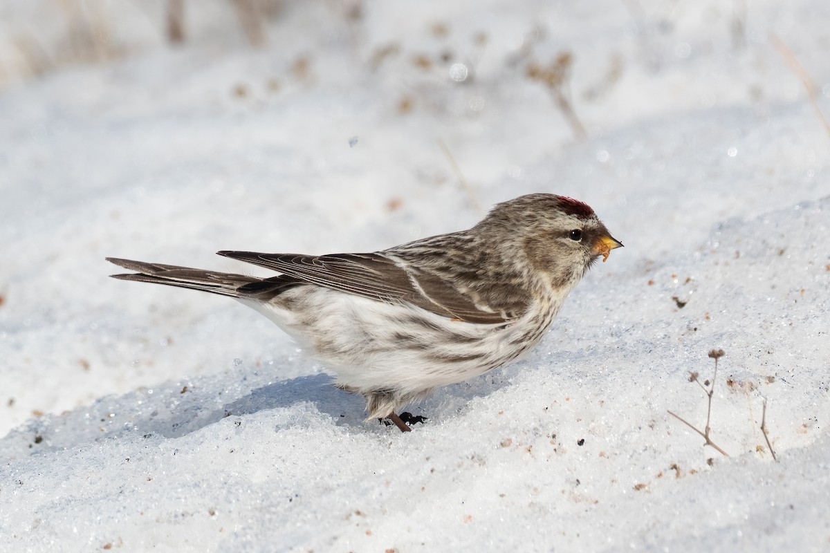 Common/Hoary Redpoll - ML316396501