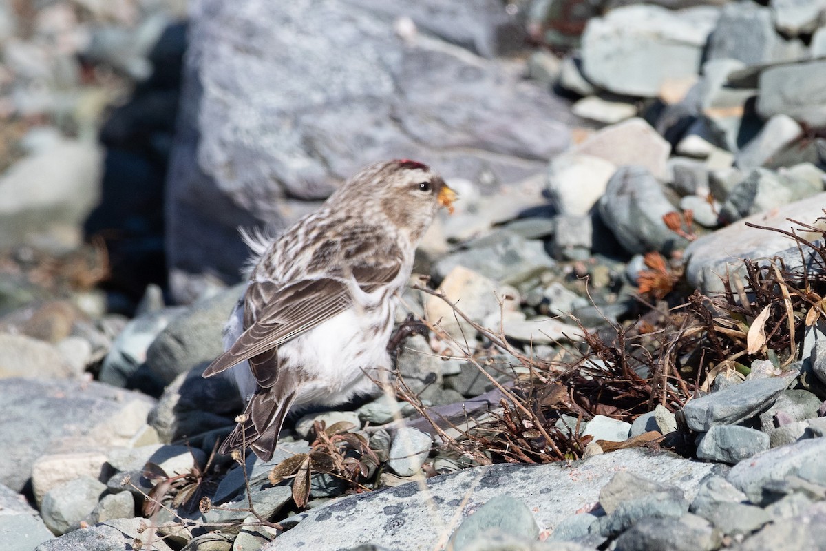 Common/Hoary Redpoll - Blair Dudeck