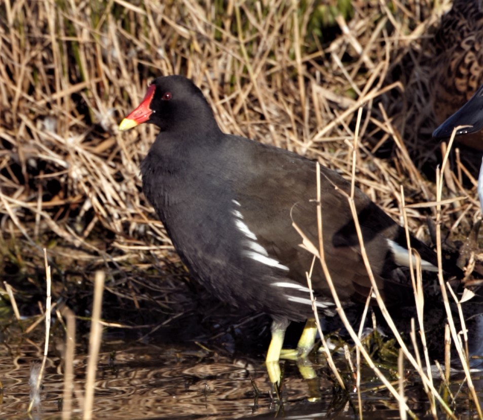 Gallinella d'acqua - ML316396851