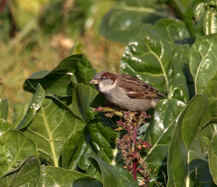 House Sparrow - ML316397031